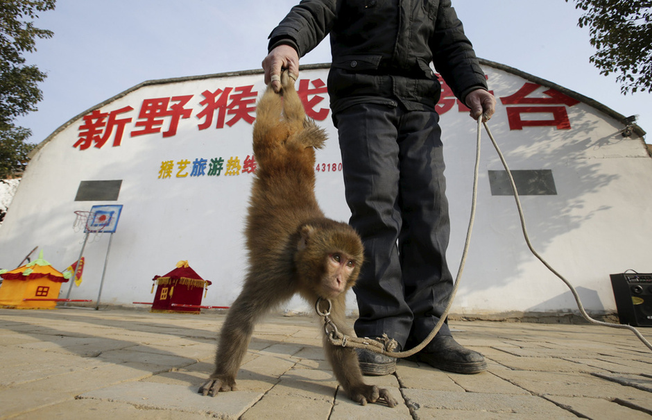 探访河南猴戏之乡 耍猴人驯猴迎猴年