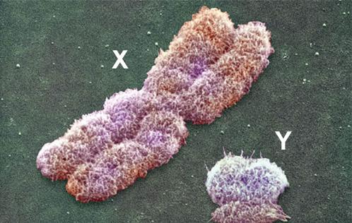 美最新研究:y染色体衰减近乎停滞 男性不会灭绝