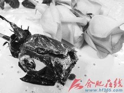 蓝色妖姬裂缝处露出粉色花瓣