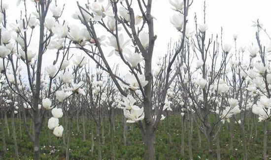 白玉兰 4,赏花地点:浣花溪公园 赏花种类:梅花,白玉兰,迎春花