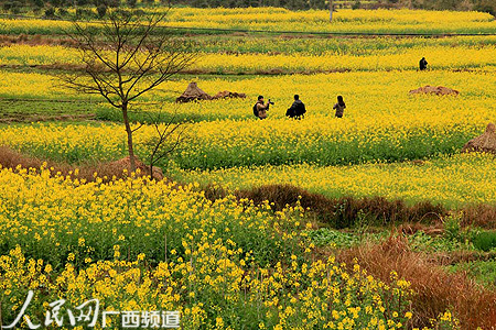 广西融安万亩油菜花开醉游人