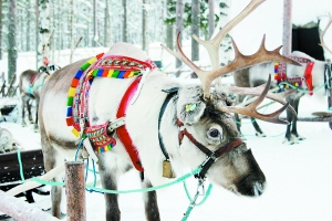 芬兰逛圣诞老人故乡