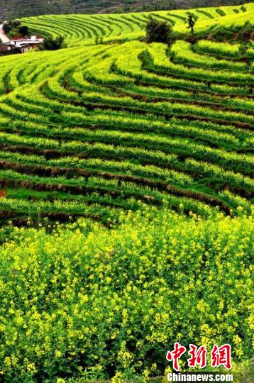 大埔大东镇坪山村千亩梯田油菜花盛放，美不胜收。　丘佳纳　摄