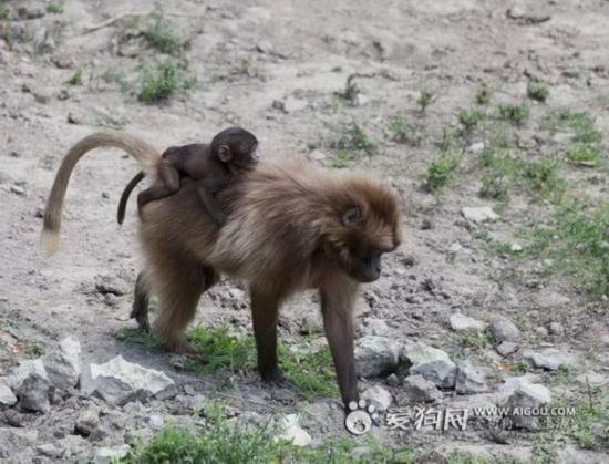 狮尾狒狒妈妈将孩子背在背上