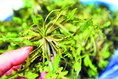 春季里来百花香 想挖野菜没地方