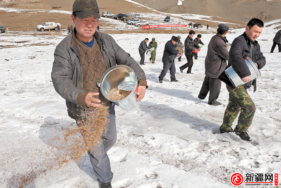　　图为3月23日，在乌鲁木齐县萨尔达坂乡黄草梁子草场，当地牧民往雪地上播撒草种。