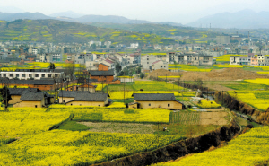 安康市恒口镇花海无际,花香沁人(3月27日摄).