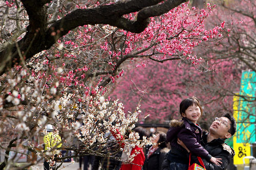 日本:阳春三月赏梅花 偕乐园里花飘香(图)