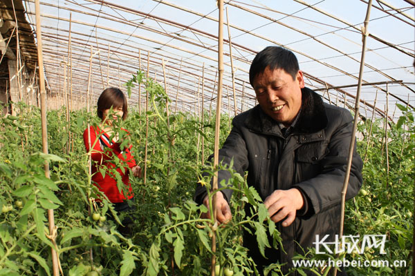 怀安县东沙洼村大力发展设施蔬菜 每户有2个棚