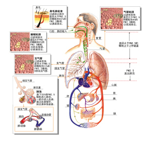 腔、咽喉、气管、肺泡、血液…PM2.5在人体里