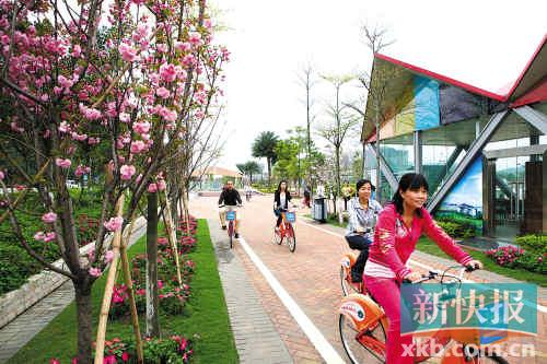 周末天气晴和 到南沙赏樱花吧