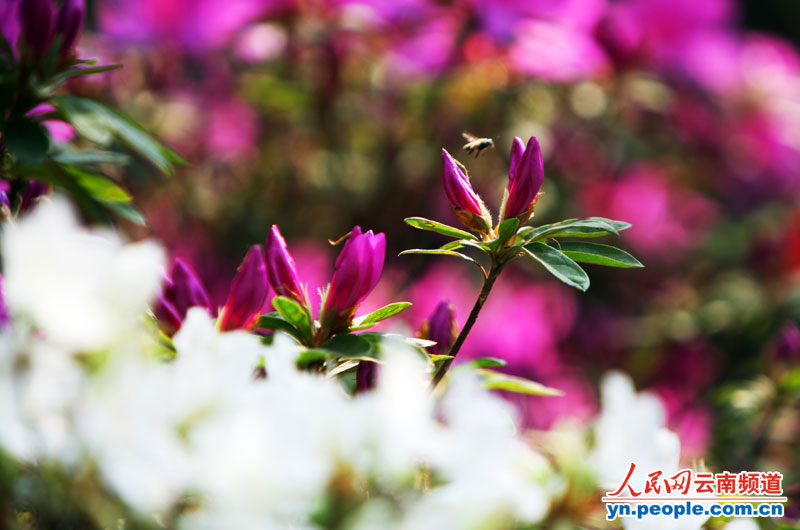 杜鹃花正盛情绽放。 摄影:李发兴