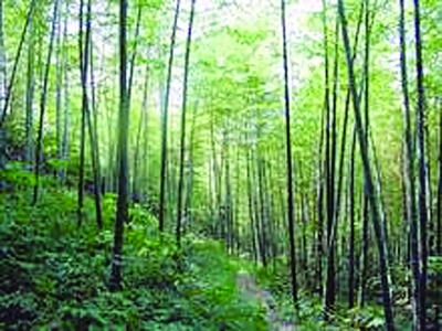 横溪石塘竹海.资料图片