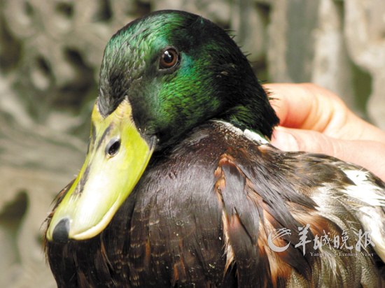 抓住了一只青头鸭，引导它从天空、水里这两去处，转为第三个去处：与老姜母联欢