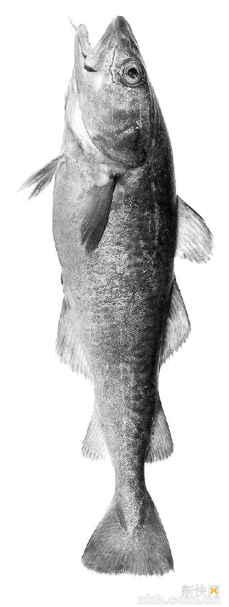 央视称国内或无真正鳕鱼 中低档餐厅成重灾区