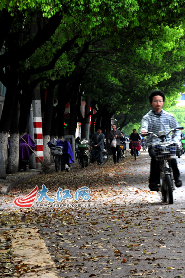 马路两旁的樟树叶子纷纷落下。