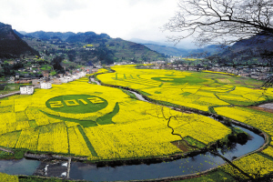 3月底以来,已有数万游人前来古蔺双沙观赏盛开的油菜花,预计整个菜花