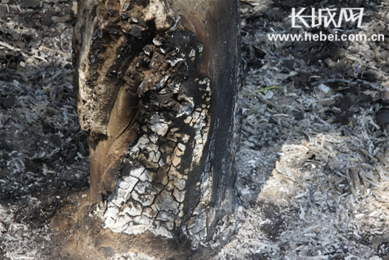 枣强县一林地失火200棵树遭焚烧 30多棵被烧死