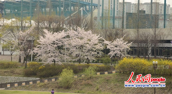 组图樱花韩国京畿道城南市