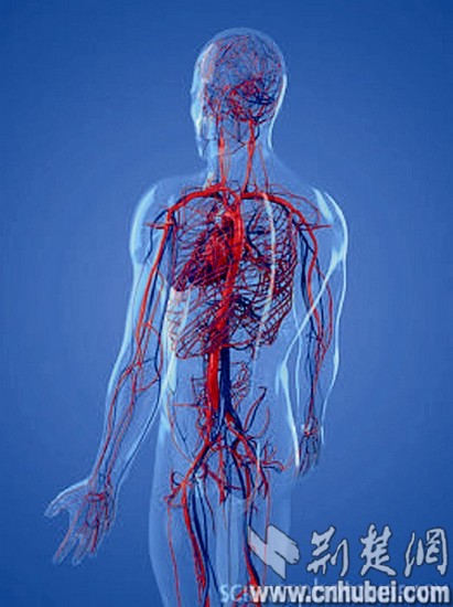图为:人体心血管图src=http/y2.ifengimg.