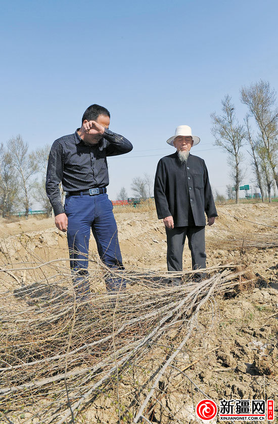 　　4月15日，米东区古牧地镇西工村五队，马海祥（左）在收拾散乱的树苗时，忍不住痛哭起来。(记者蒋晓摄)