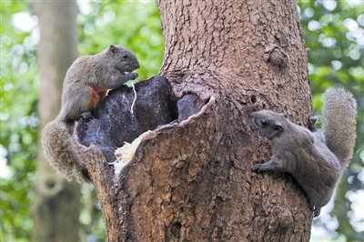 温州环境变好 多处公园出现松鼠(图)