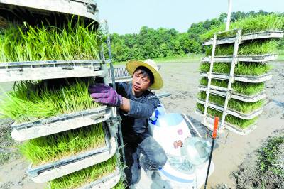 哈尔滨种粮大户吕秀芝_农民种粮收入(3)