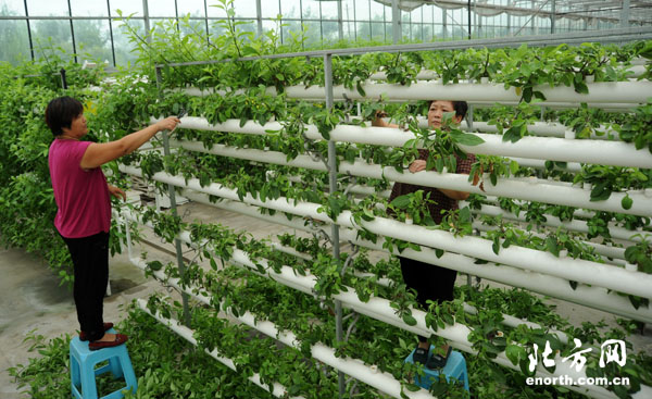 迎接市第十次党代会:发展高效设施农业带来实