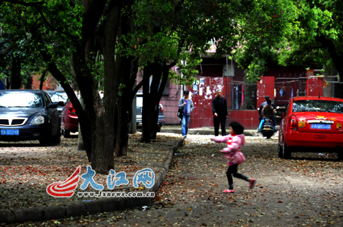 樟树叶子落满地。