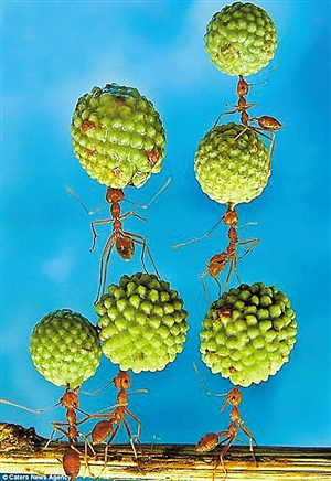 蚂蚁搬种子叹为观止_资讯频道_凤凰网