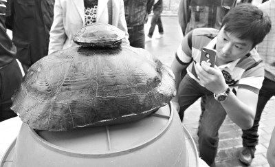 世界上最大的乌龟有多大
