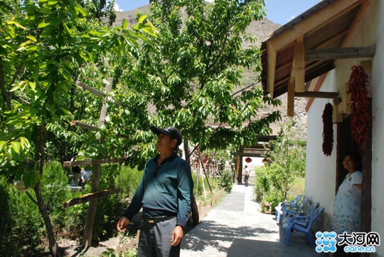 王富平在查看自家的樱桃树