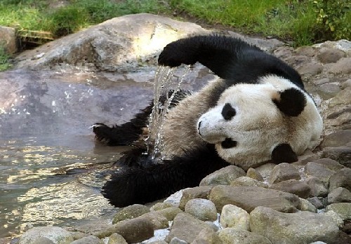 国宝熊猫起源于欧洲?西班牙科学家发现疑似史前大熊猫