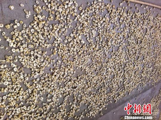 图为马路两旁晒满了初加工过的浙贝母。