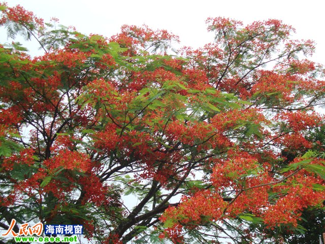 文昌校园内凤凰花娇艳欲滴 缓解高考压力