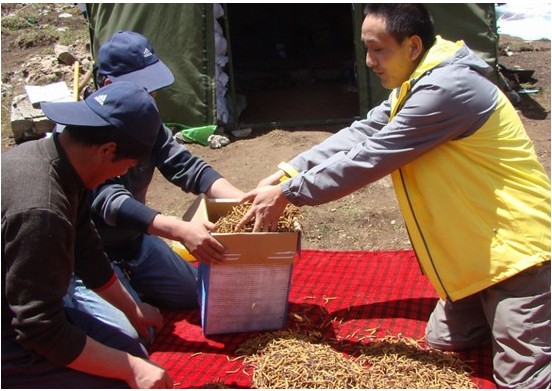青藏游牧董事长程国财与虫草采挖工人兴高采烈盘点的一周的收获。