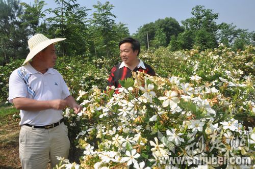 蕲春县中药材生产管理办公室主任张军与李先进探讨栀子花种植生产