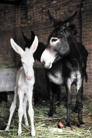 新报记者 胡凌云 摄