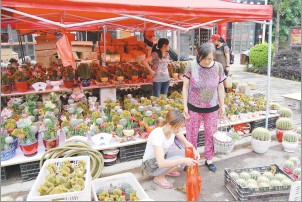 各式各样的盆景备受市民青睐。