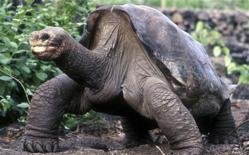 世界最后一只加拉帕戈象龟去世 曾多次交配失