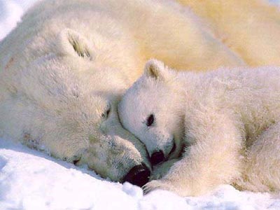 探秘极地动物:北极熊可爱凶狠只吃肉(图)