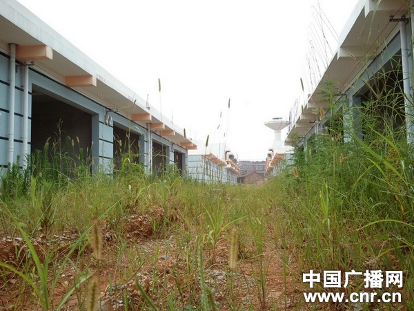 安置小区内 尚未平整的道路已经长起荒草