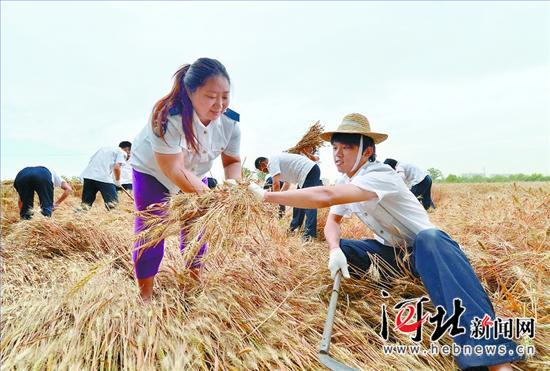 【志愿服务 善行河北】爱心志愿者助农抢收小