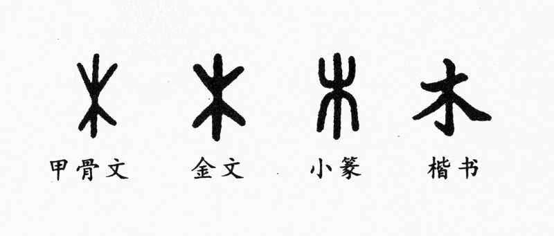 不浪漫罪名木吉他谱c调-地球上有很多树木.树木是我们利用最多的资源之一.人们用木头来建