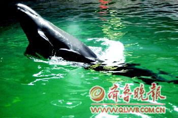 　　“爱福”教幼子如何换气。