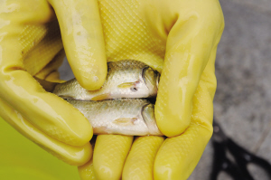 浑河鱼类体内现日本鱼怪