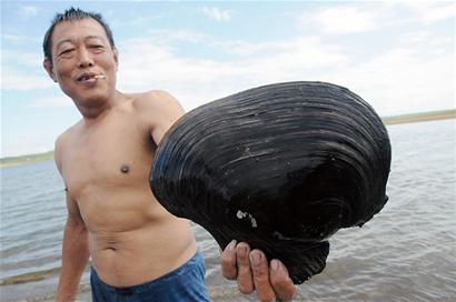 青岛惊现10斤重河蚌王 大如脸盆通体漆黑(图)_资讯频道_凤凰网