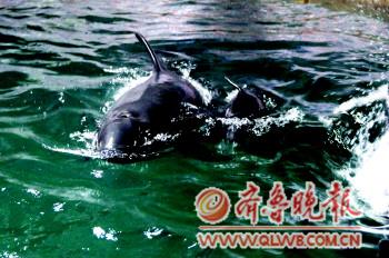 　　小伪虎鲸目前未睁眼,所以只能随时保持与妈妈爱福在一起。