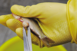 浑河鱼类体内现日本鱼怪