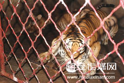 安徽宿州埇桥区一马戏村饲养三百只老虎